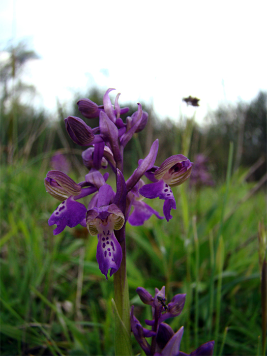 Orchis morio...e altre